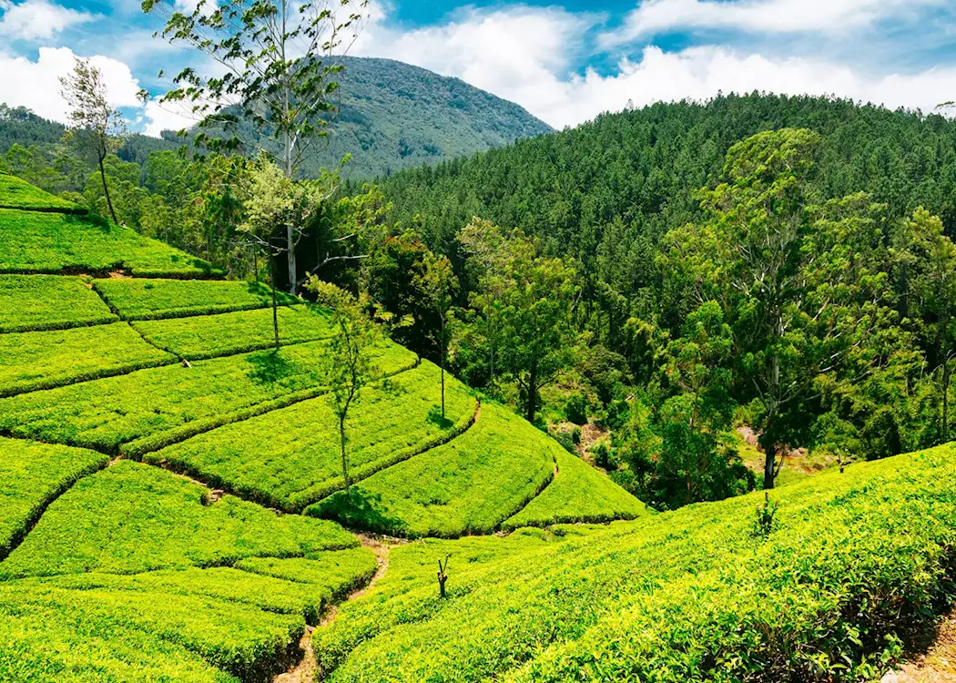 1333687 nuwara eliya tea estate
